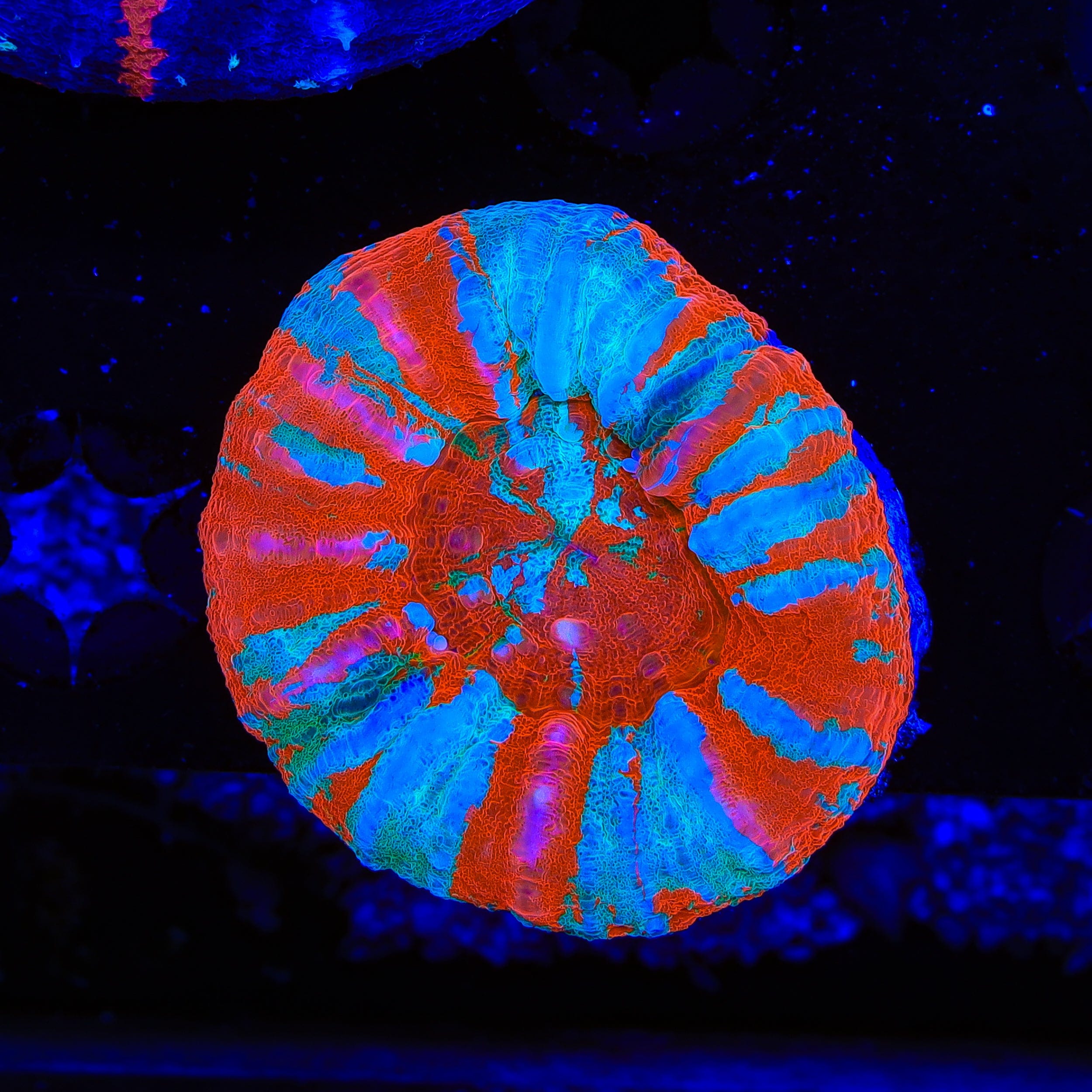 Ultra Scolymia Coral