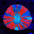 Ultra Scolymia Coral