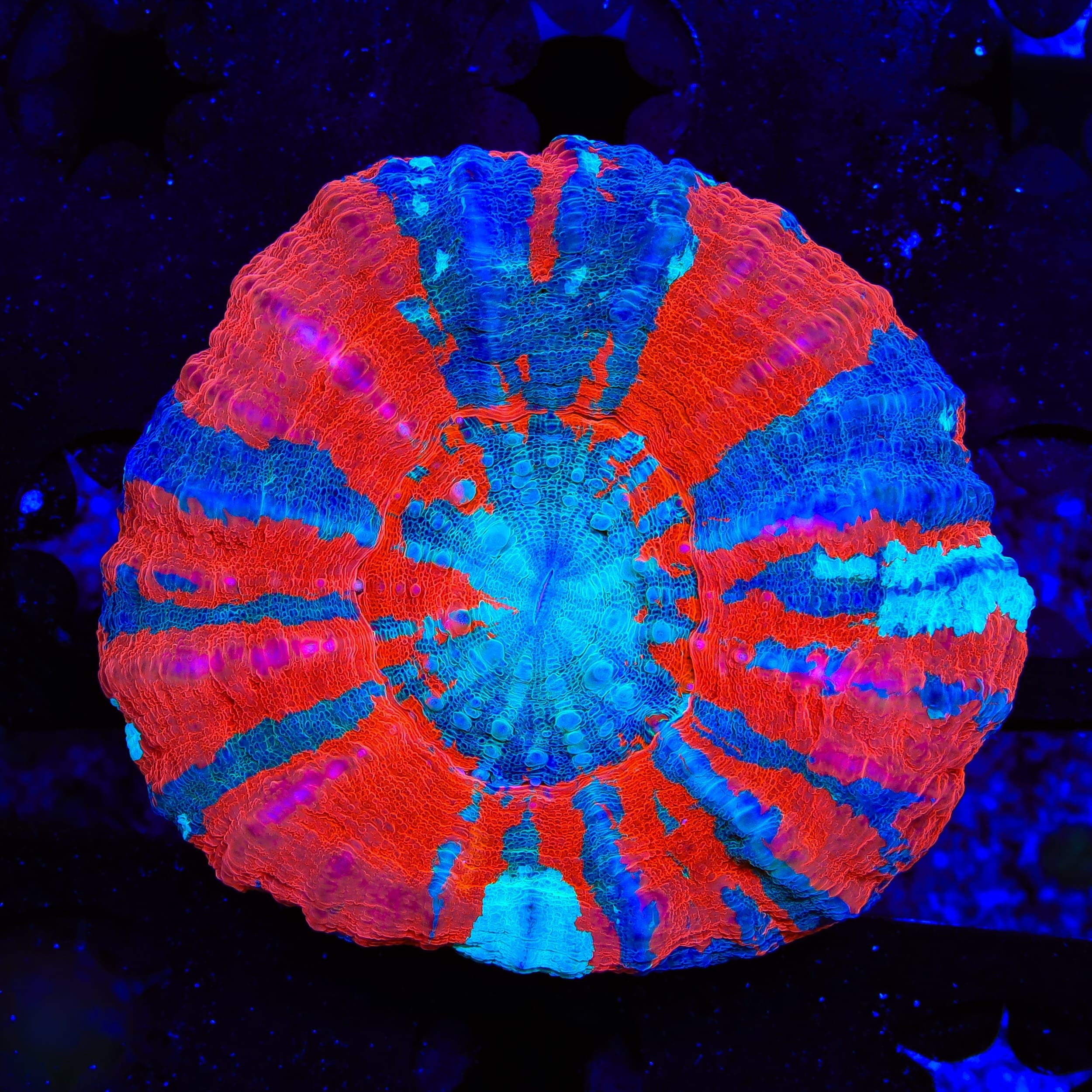 Ultra Scolymia Coral