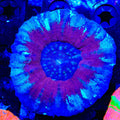 Ultra Scolymia Coral
