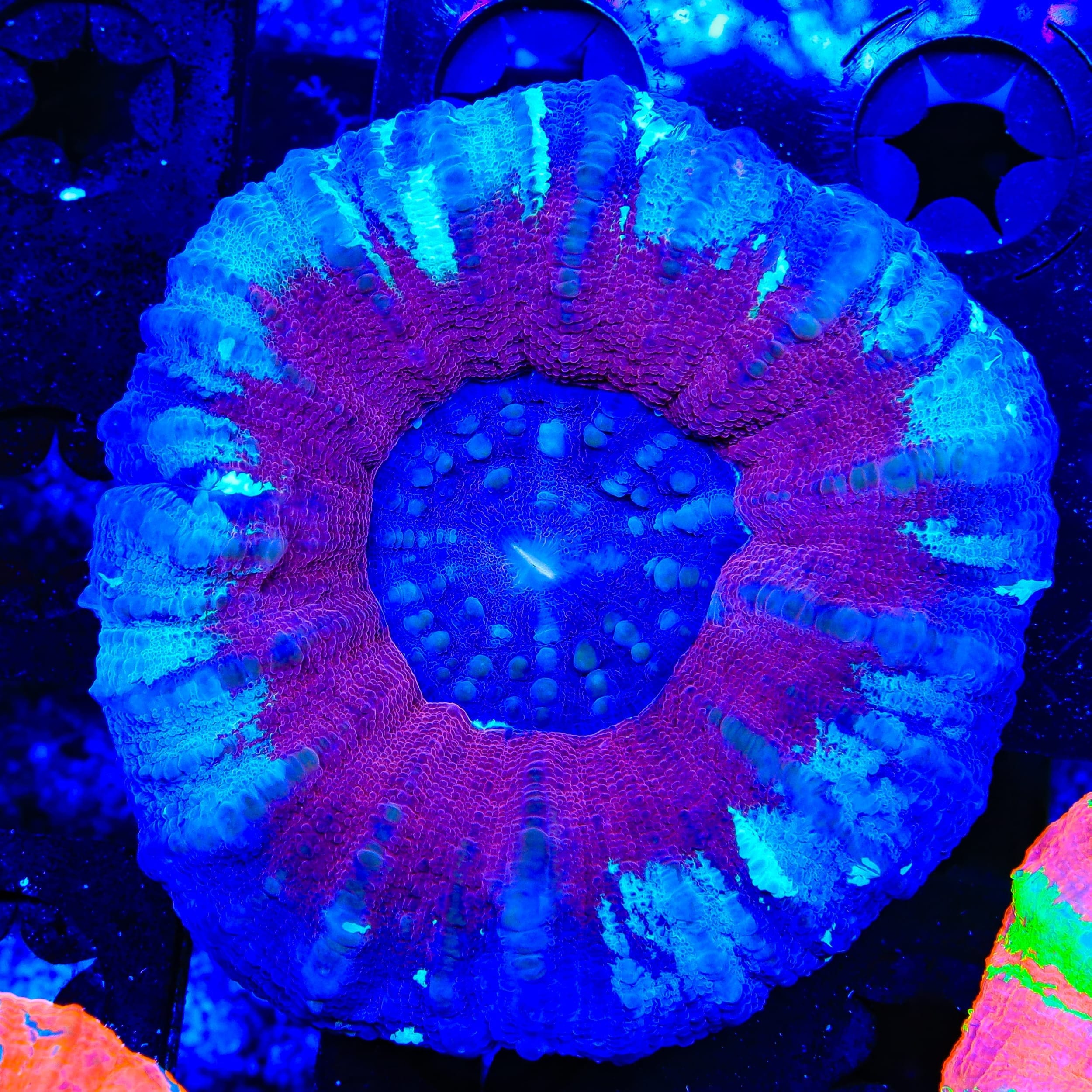 Ultra Scolymia Coral