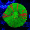 Ultra Scolymia Coral