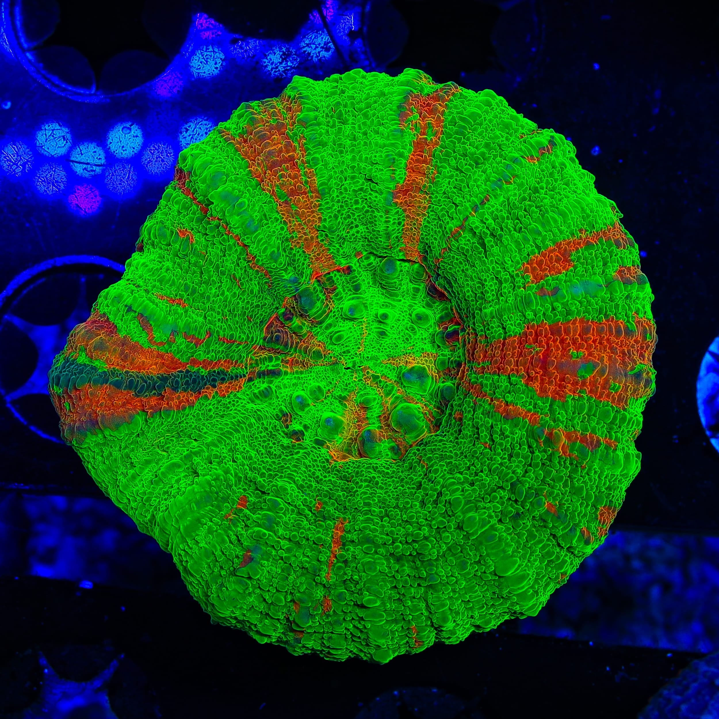 Ultra Scolymia Coral
