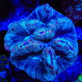 Ultra Trachyphyllia Coral