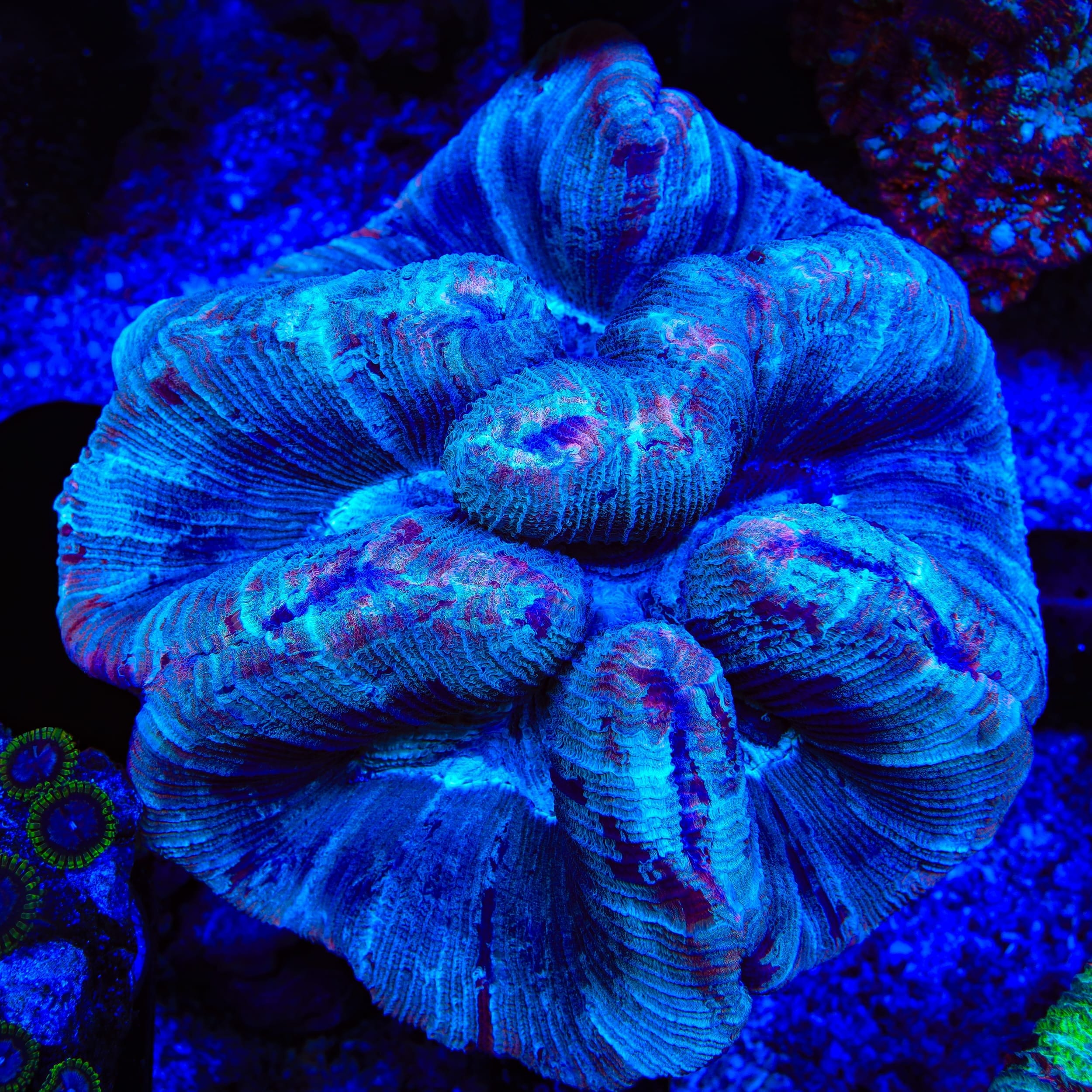 Ultra Trachyphyllia Coral