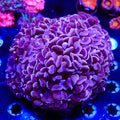 Ultra Wall Hammer Colony Coral