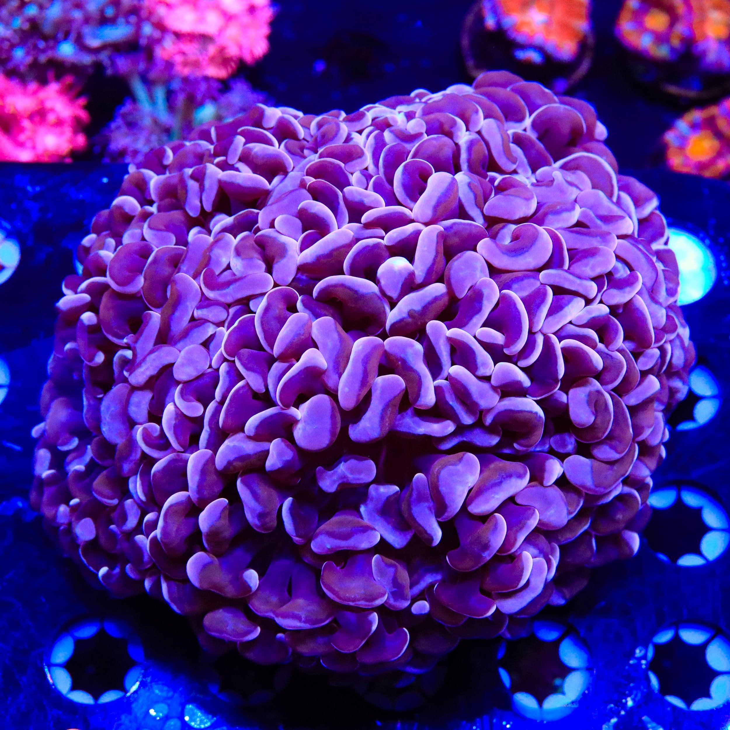 Ultra Wall Hammer Colony Coral