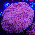 Ultra Wall Hammer Colony Coral
