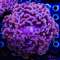 Ultra Wall Hammer Colony Coral