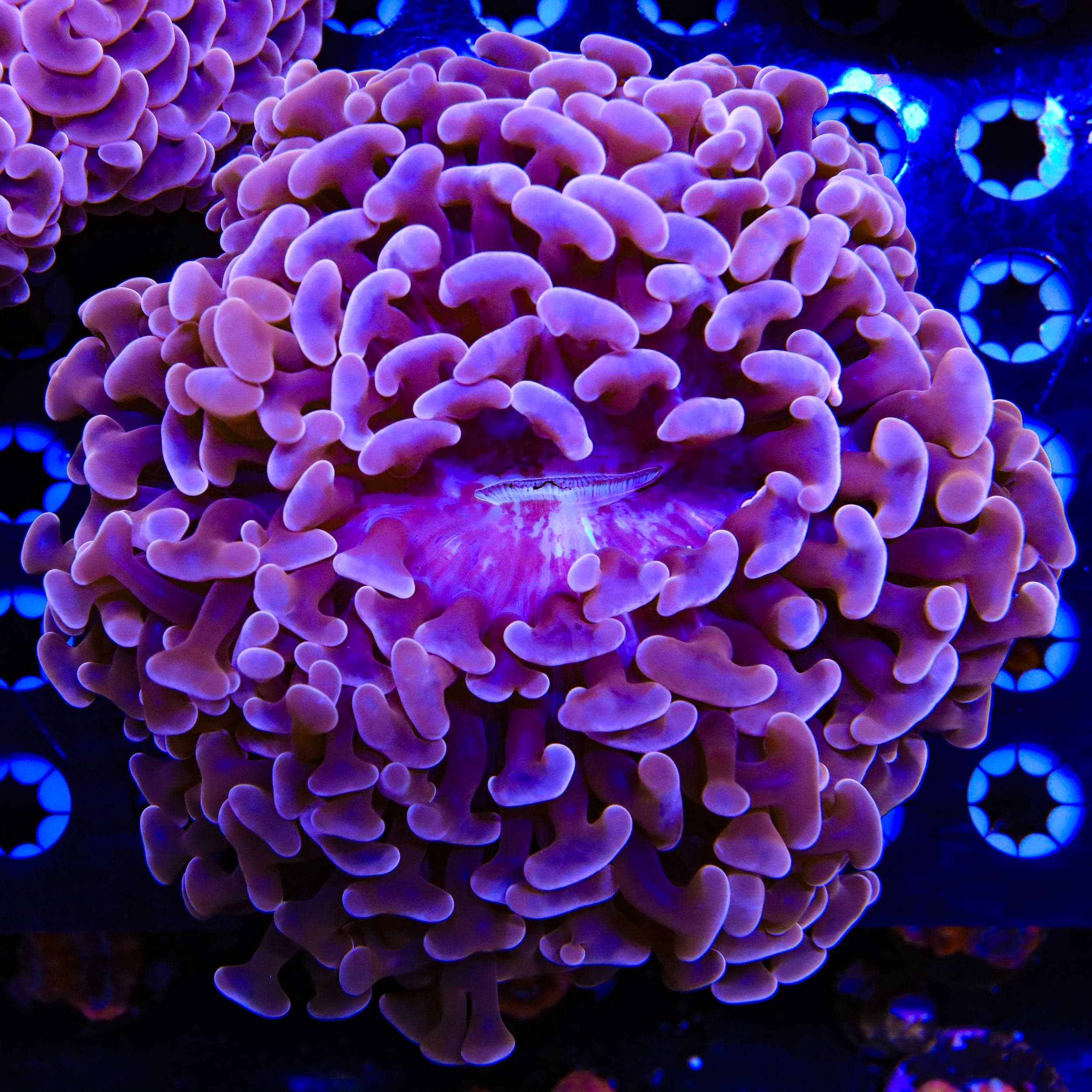 Ultra Wall Hammer Colony Coral