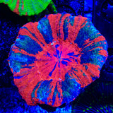 Ultra Warpaint Scolymia Coral