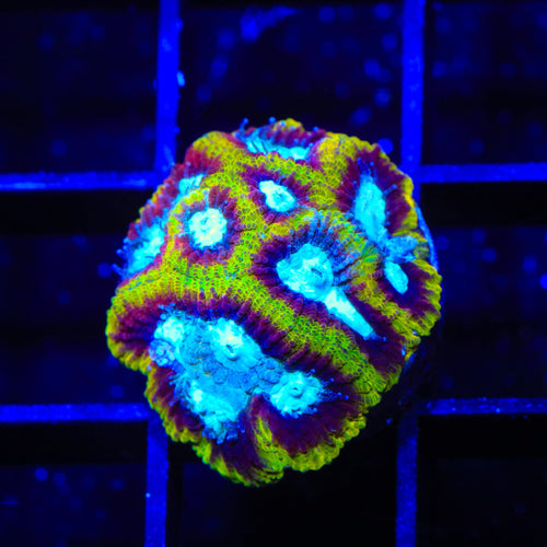 Ultron Favia Coral