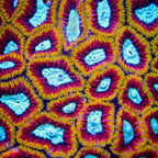 Ultron Favia Coral