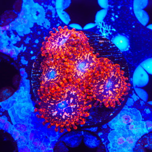 Utter Chaos Zoanthids Coral