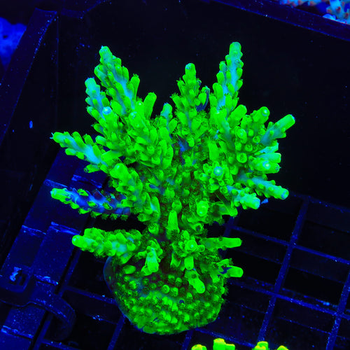 UW Oompa Loompa Splice Acropora Colony Coral