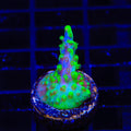 UW Oompa Loompa Splice Acropora Coral