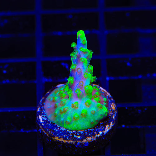 UW Oompa Loompa Splice Acropora Coral