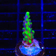 UW Oompa Loompa Splice Acropora Coral