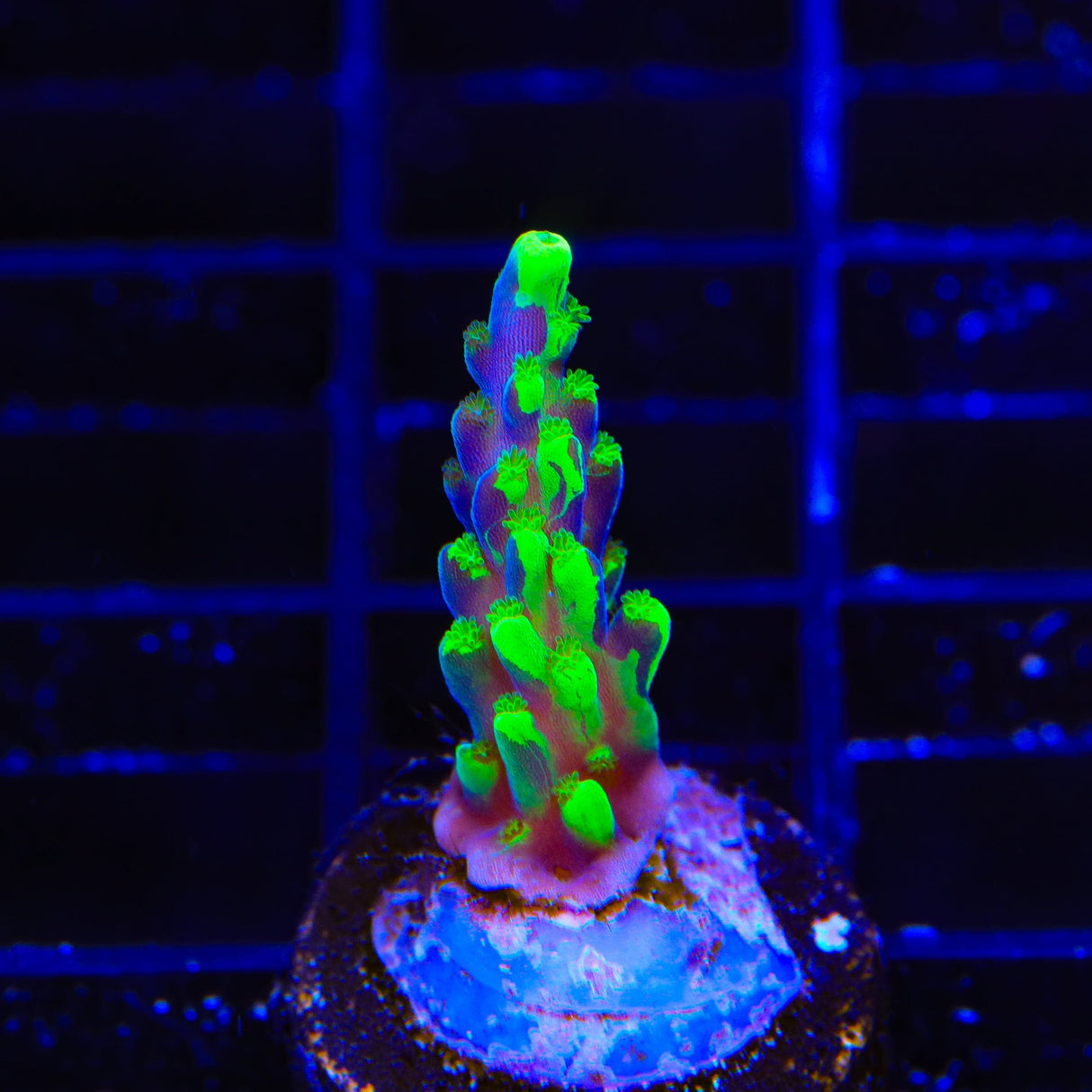 UW Oompa Loompa Splice Acropora Coral