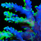 UW Oompa Loompa Splice Acropora Coral