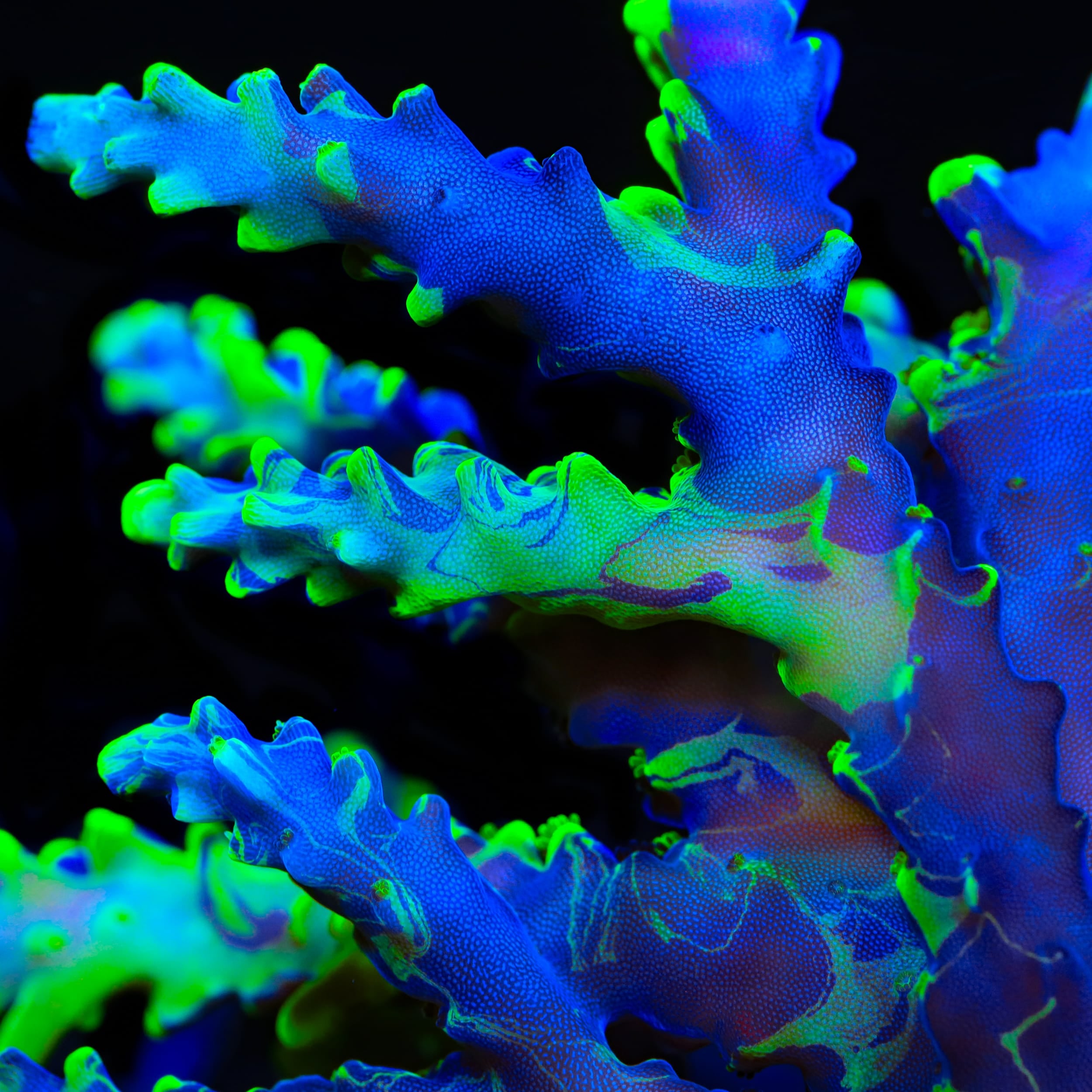 UW Oompa Loompa Splice Acropora Coral