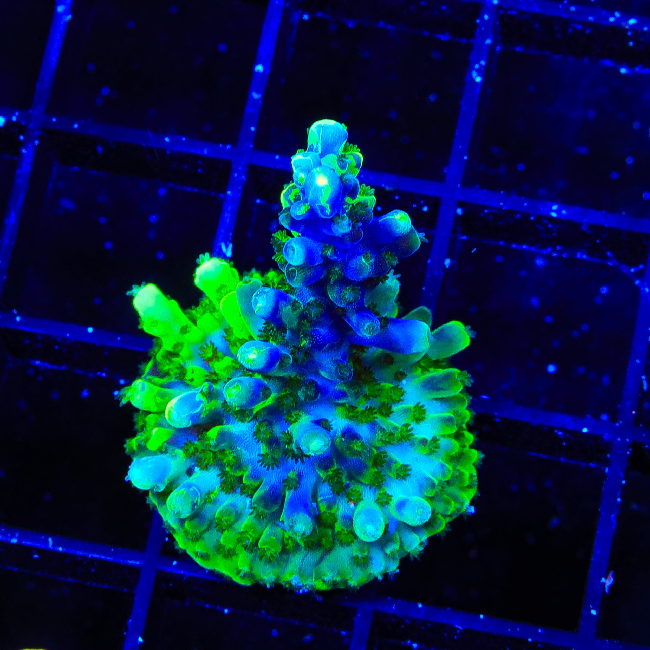 UW Oompa Loompa Splice Acropora XL Frag Coral