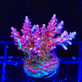 Vivid's Confetti Acropora Colony Coral