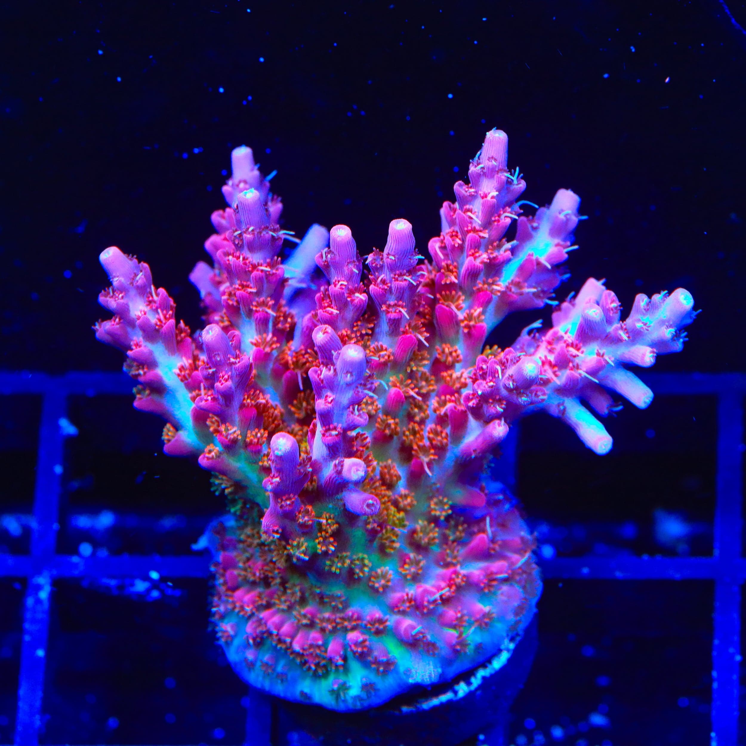 Vivid's Confetti Acropora Colony Coral