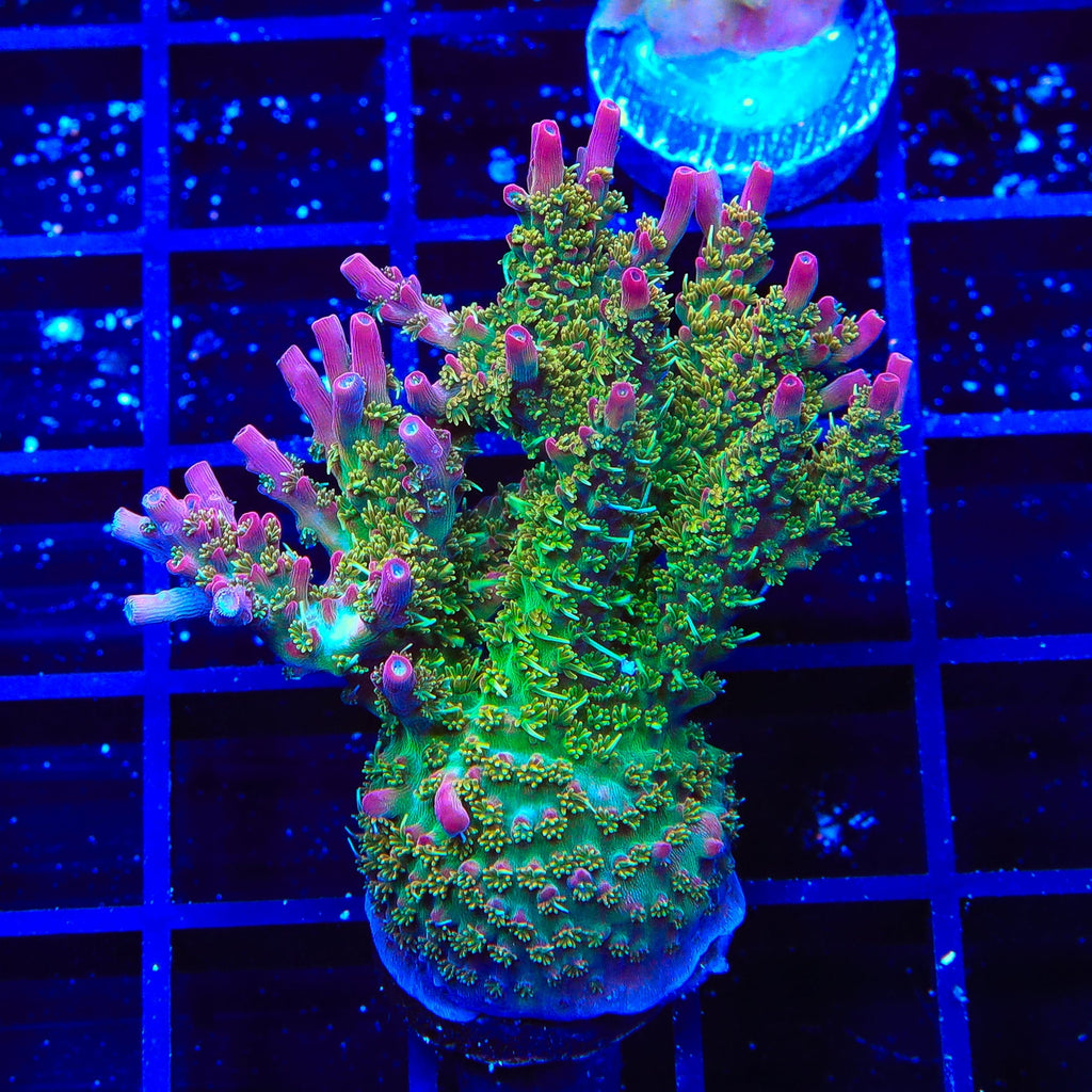 Vivid's Confetti Acropora Colony Coral