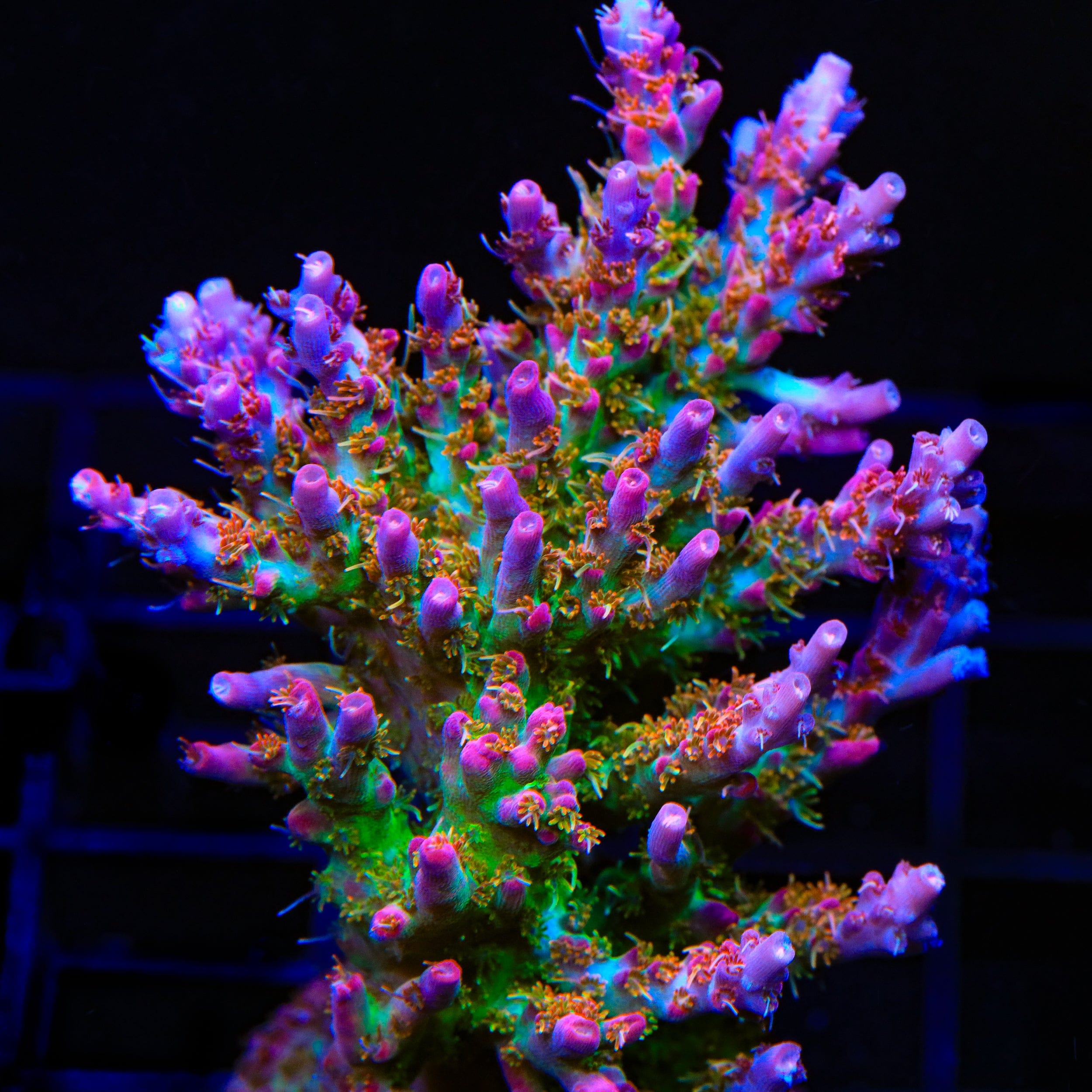 Vivid's Confetti Acropora Colony Coral