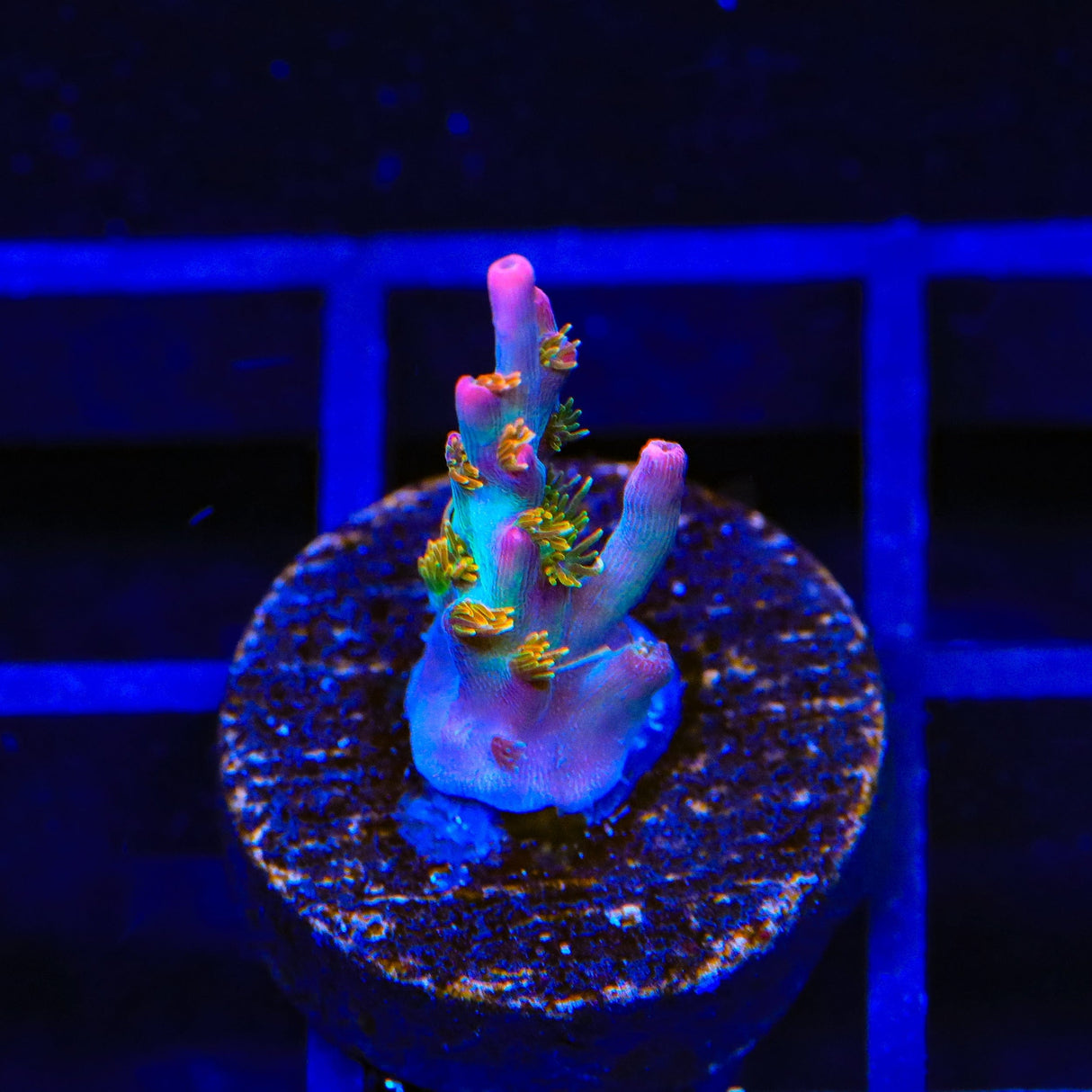 Vivid's Confetti Acropora Coral