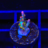 Vivid's Confetti Acropora Coral