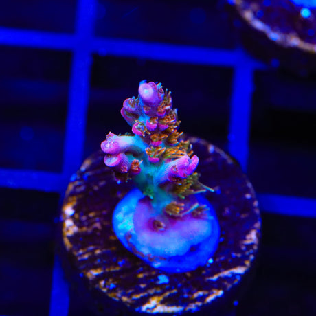 Vivid's Confetti Acropora Coral