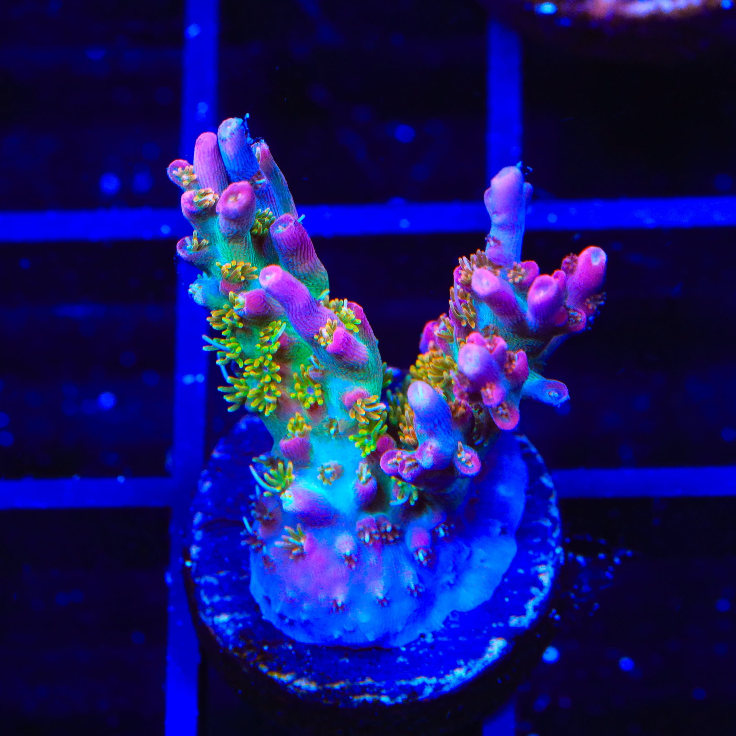 Vivid's Confetti Acropora Coral