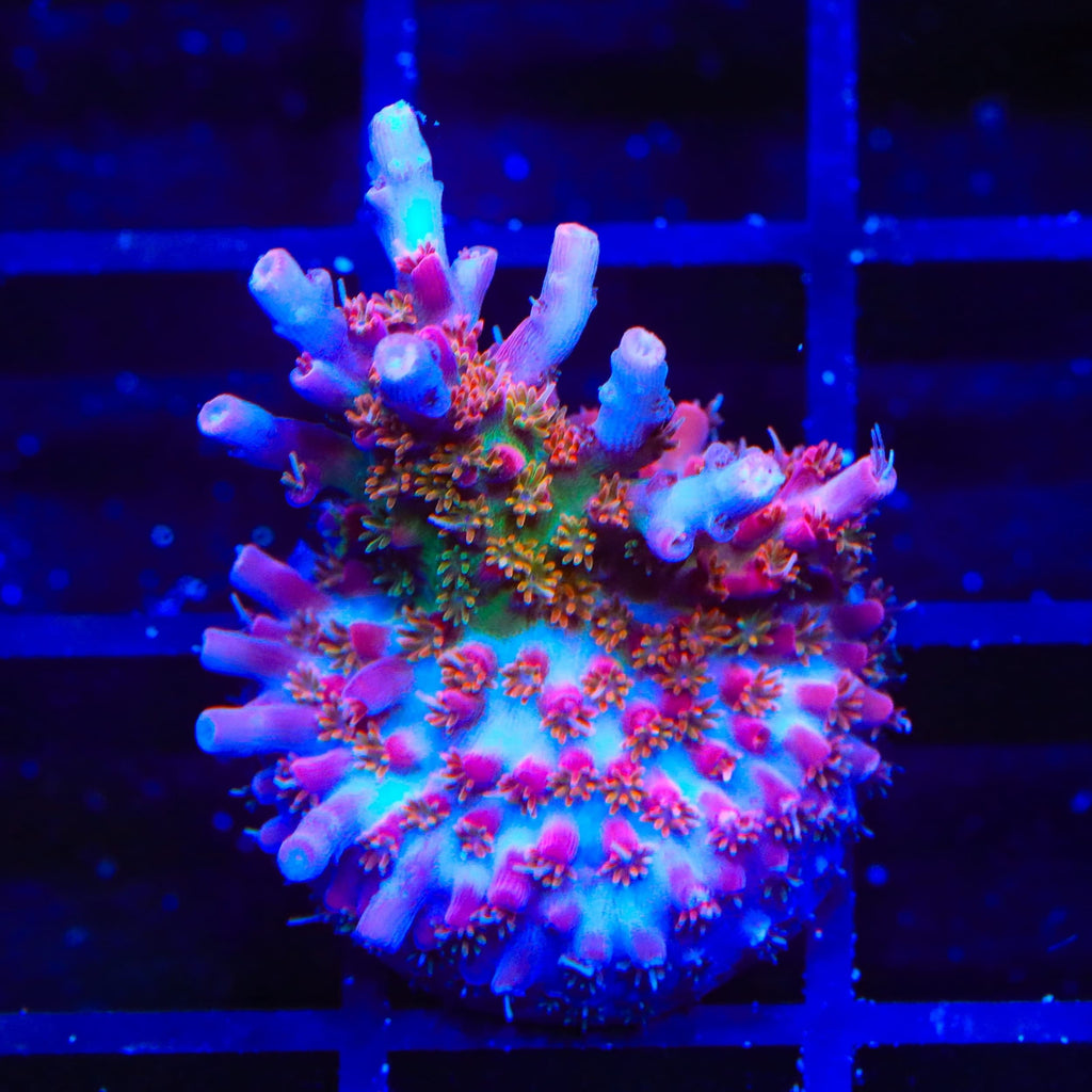 Vivid's Confetti Acropora Coral