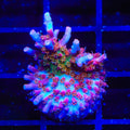 Vivid's Confetti Acropora Coral