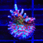 Vivid's Confetti Acropora Coral