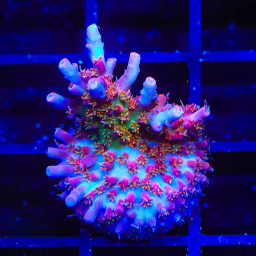 Vivid's Confetti Acropora Coral