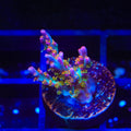 Vivid's Confetti Acropora Coral