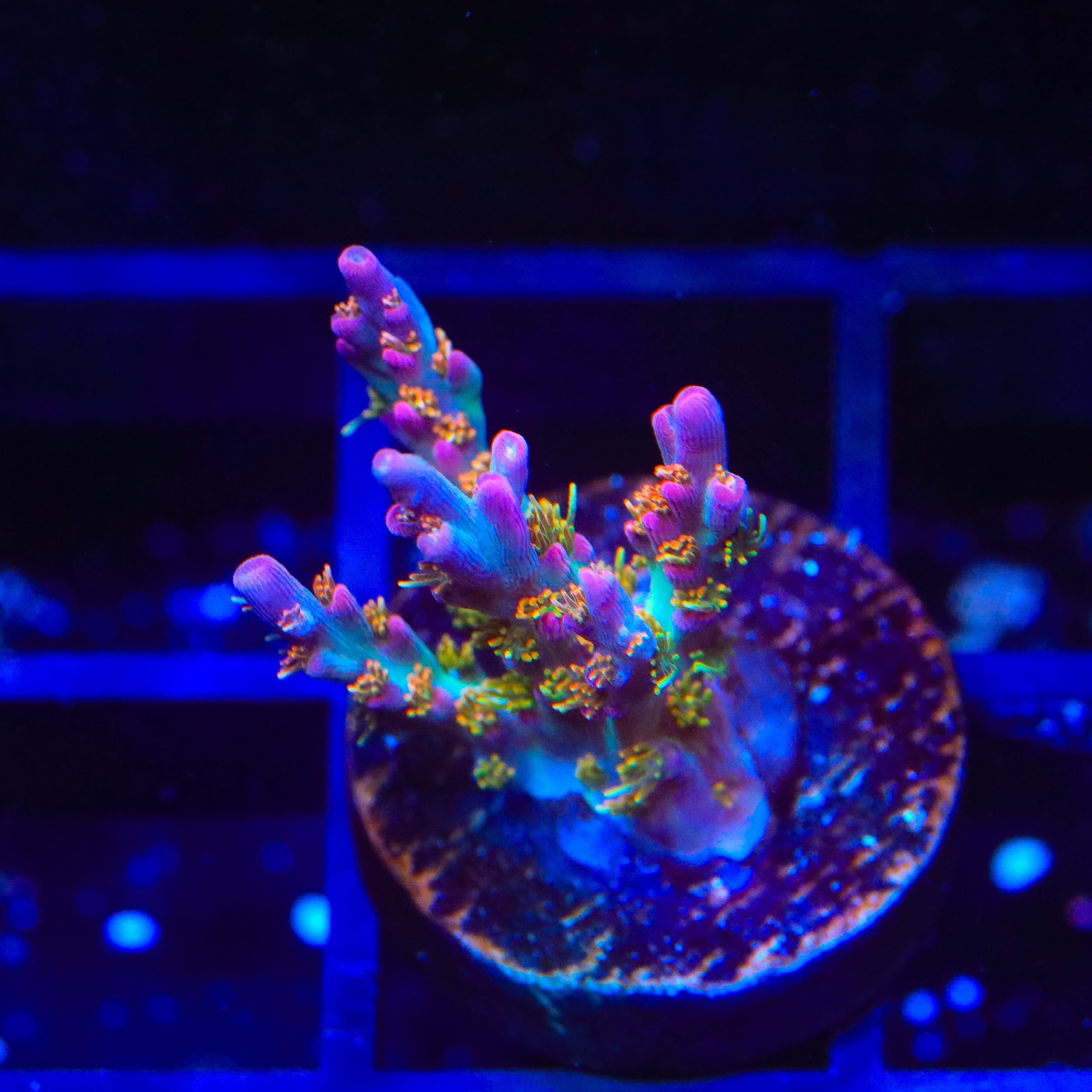Vivid's Confetti Acropora Coral