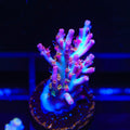 Vivid's Confetti Acropora Coral