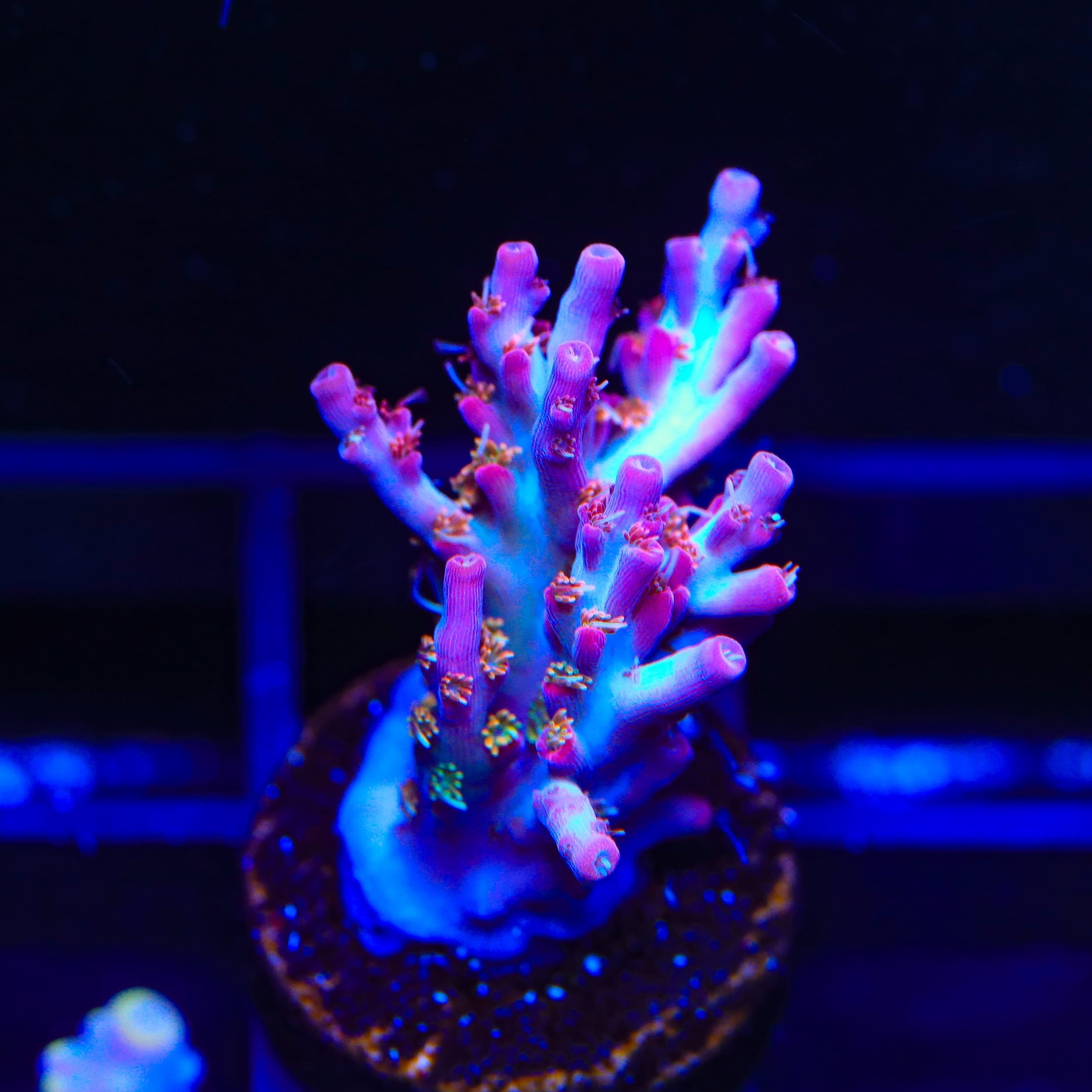 Vivid's Confetti Acropora Coral