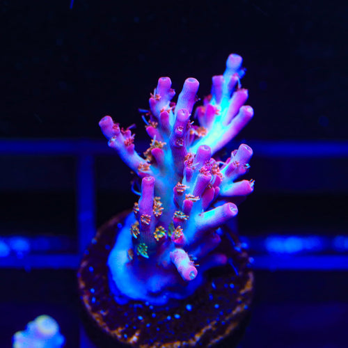 Vivid's Confetti Acropora Coral