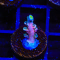 Vivids Insanity Acropora Coral