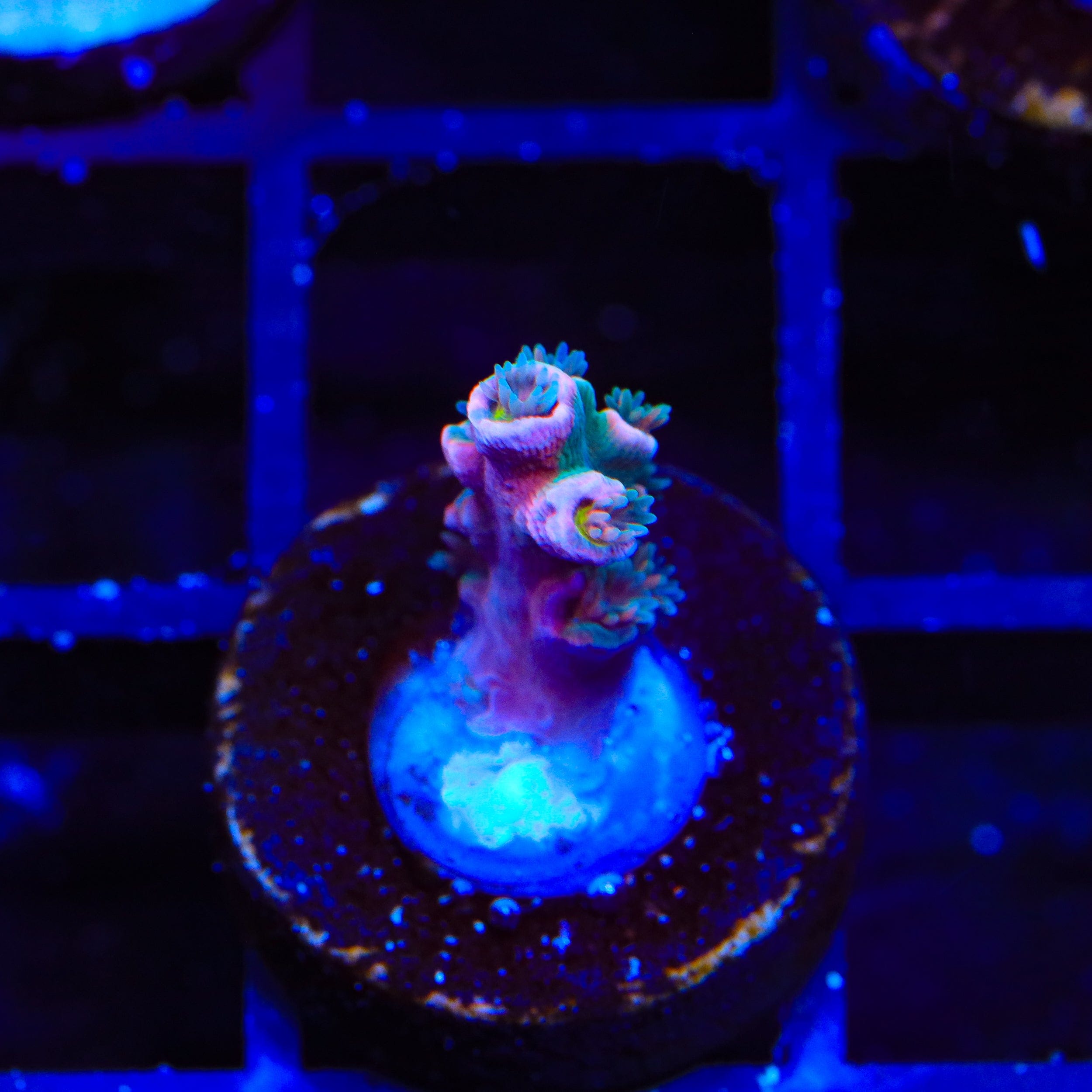 Vivids Insanity Acropora Coral – Top Shelf Aquatics
