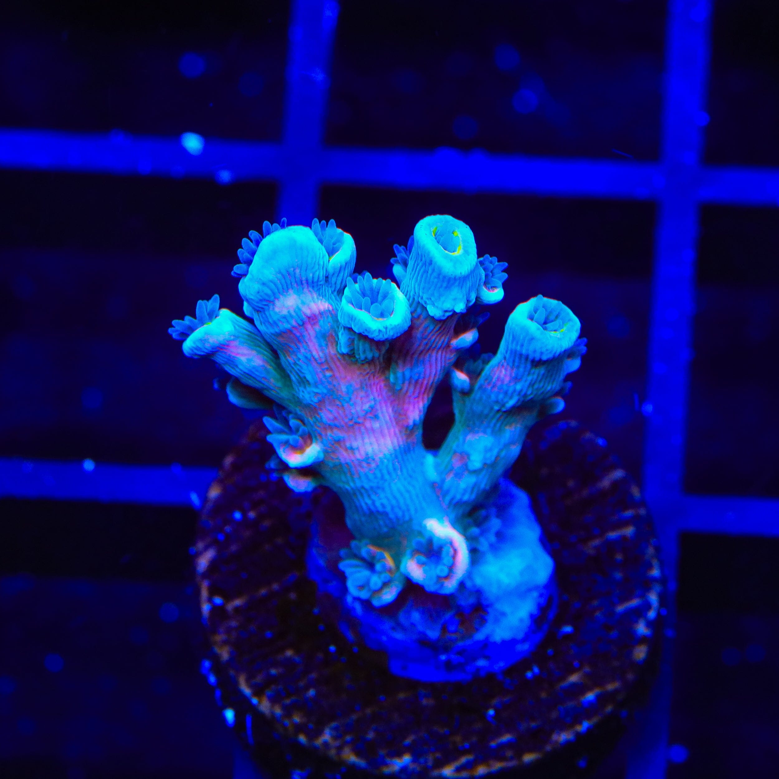 Vivids Insanity Acropora Coral