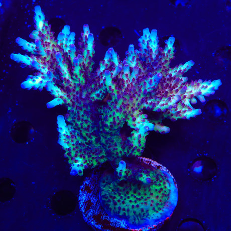 Vivids Rainbow Delight Acropora Colony Coral