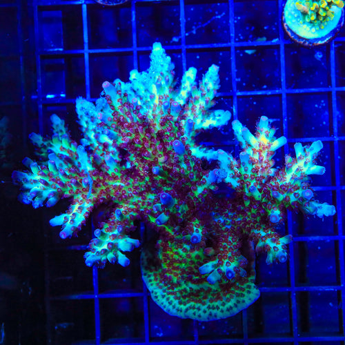 Vivids Rainbow Delight Acropora Colony Coral