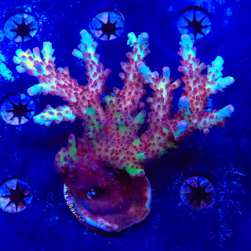 Vivids Rainbow Delight Acropora Colony Coral
