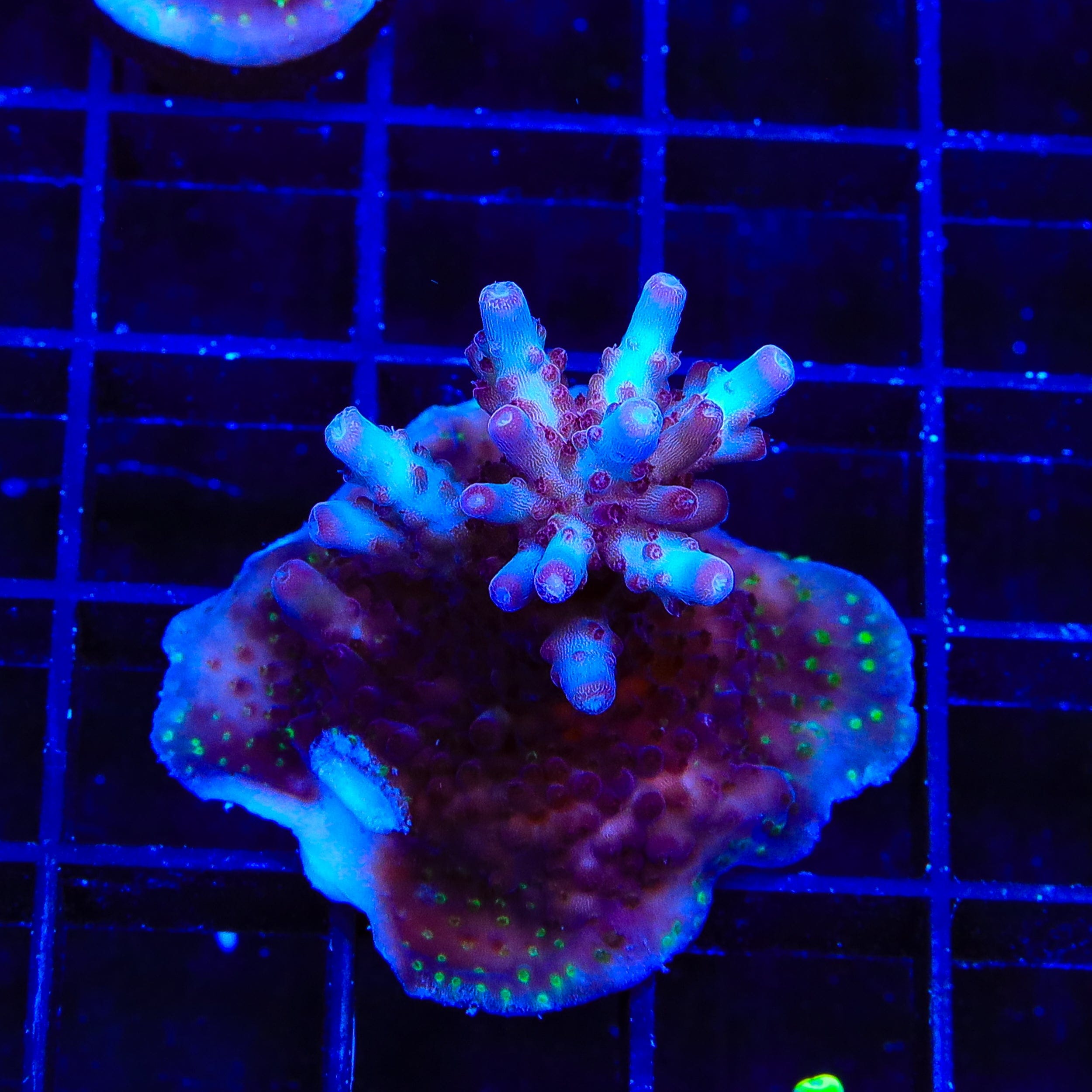 Vivids Rainbow Delight Acropora XL Frag Coral
